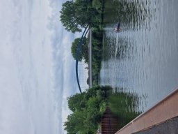 Mainschwimmen Juni 2026